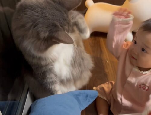 想定外の赤ちゃんからの反撃に驚く猫　ノルウェージャンフォレストキャット　Cat fighting with owner's baby