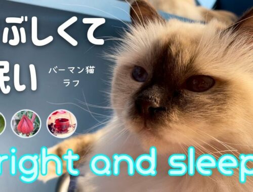 バーマン猫ミカとラフ【まぶしくて眠い】Bright and sleepy（バーマン猫）Birman/Cat