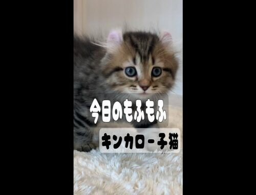 【今日モフ】キンカロー子猫ミッキー耳♡