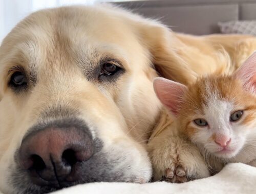 What the love of a Golden Retriever and a Tiny Kitten Looks Like
