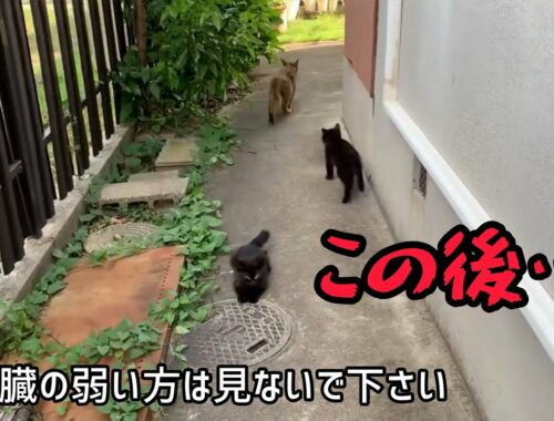【閲覧注意】子猫ほのぼの動画が一瞬で体をのけぞりたくなる恐怖映像に変わる決定的瞬間