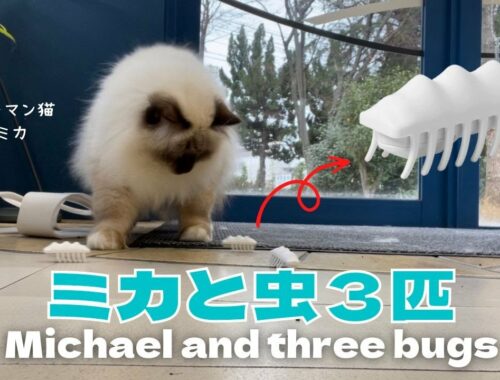 バーマン猫ミカ【ミカと虫３匹】Michael and three bugs（バーマン猫）Birman/Cat