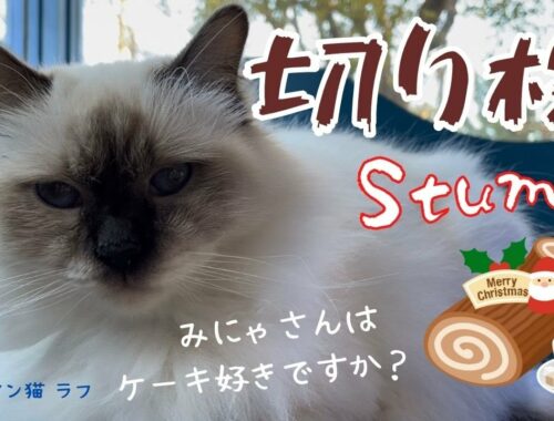みにゃさんはケーキ好きですか？【切り株】Stump（バーマン猫）Birman/Cat