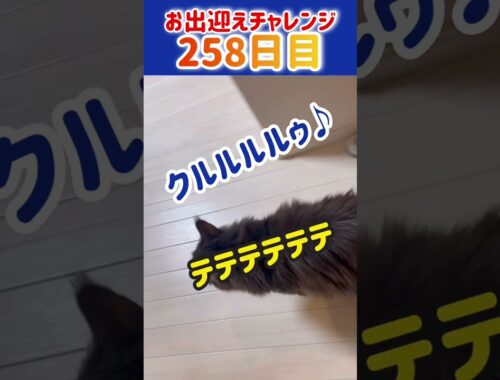猫お出迎えチャレンジ259日目【4K】【メインクーン】