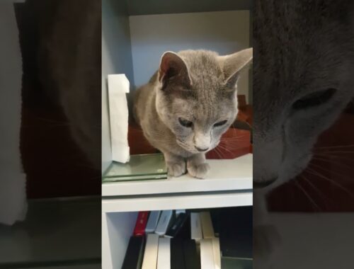 Bookcase Cat