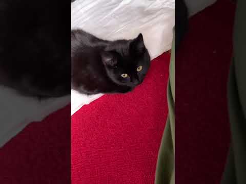 ラブラブキャット💓黒猫ボンベイの福ちゃん