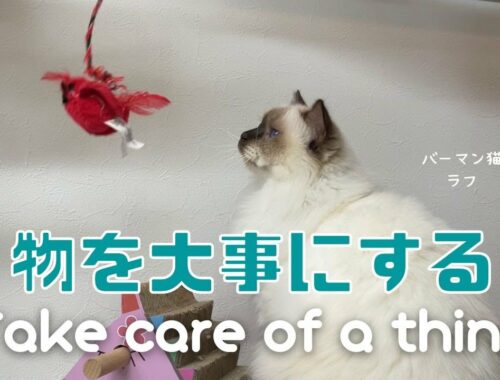 バーマン猫ラフ【物を大事にする】Take care of a thing（バーマン猫）Birman/Cat