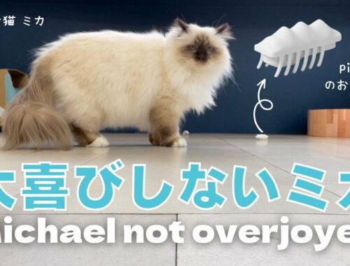 バーマン猫ミカ【大喜びしないミカ】Michael not overjoyed（バーマン猫）Birman/Cat