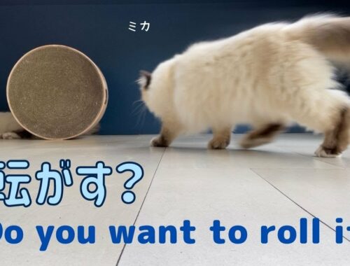 立てたボウル【転がす？】Do you want to roll it?（バーマン猫）Birman/Cat