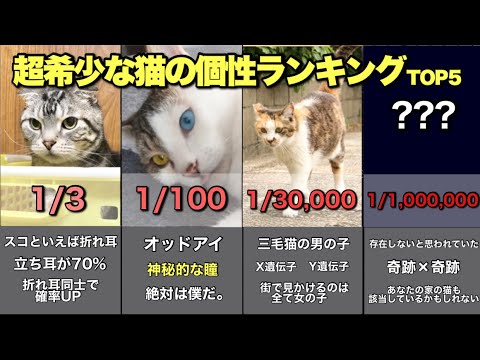 【1/1,000,000】超希少な猫の個性ランキングTOP5