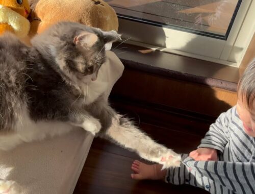 初めて猫に対して怒る赤ちゃんと困惑する猫　ノルウェージャンフォレストキャット　Cat got angry for the first time from a baby