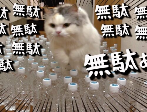 【詐欺】猫はペットボトルの水を嫌がるのか検証してみた結果…【関西弁でしゃべる猫】