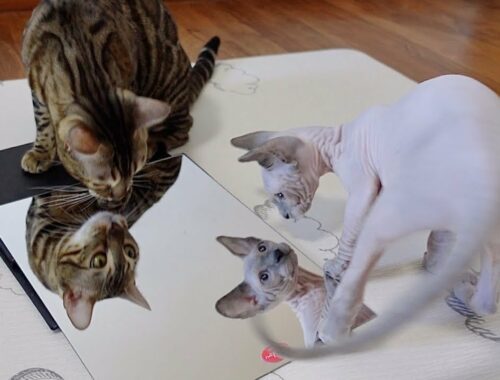 先住猫と一緒に初めて鏡を見た子猫【スフィンクス猫】