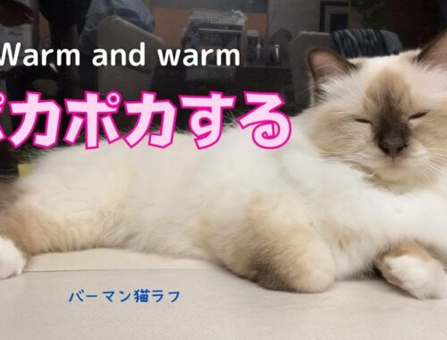 眠たくなったバーマン猫ラフ【ポカポカする】Warm and warm（バーマン猫）Birman/Cat