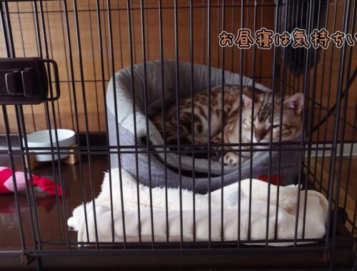 【大寒波】寒い日は一緒にお昼寝をするベンガル猫とトイプードル -Bengal cat and toy poodle taking a nap together on a cold day-