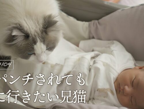 かわいい赤ちゃんに母性を爆発させる猫｜ラグドール猫 #104