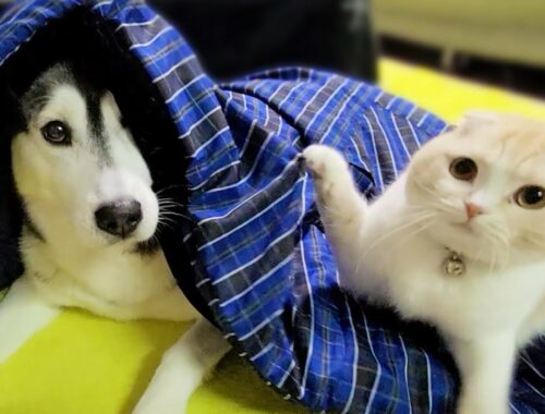 寒いのではんてんを買ったら自分の布団だと思った子猫と犬がこうなった
