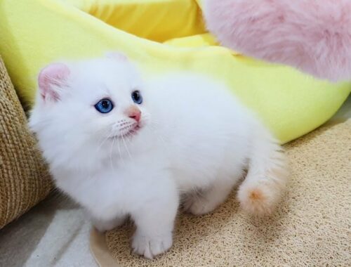 새끼 먼치킨 킨카로우 고양이 크림포인트 모색이 특별해요![스타돌스]
