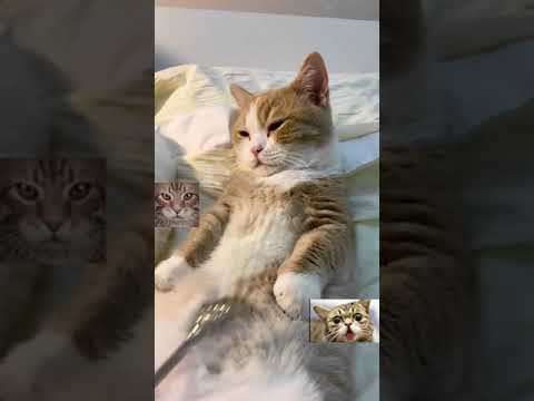 Funny purring cats