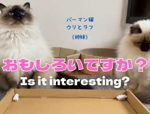 バーマン猫ラフとウリ【おもしろいですか？】Is it interesting?（バーマン猫）Birman/Cat