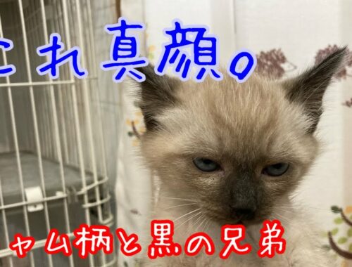 【保護猫】可愛いシャム猫兄弟　A charming and cute Siamese cat.