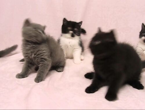 セルカークレックスの子猫たち Selkirk Rex Kittens