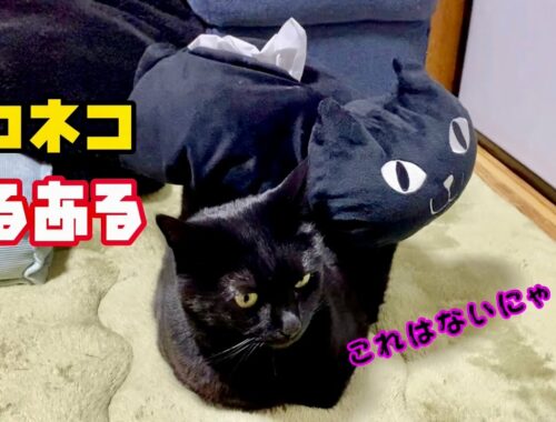 飼い主の間違いを説教する黒猫　№422　cat videos　猫動画　可愛い猫　漆黒　ぬこ　日本猫ねこ協会