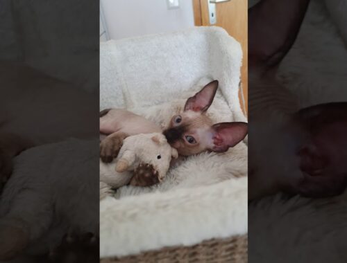 Cornish Rex Cat baby, Kitten Kalani is playing with big mouse. Take a look!!!