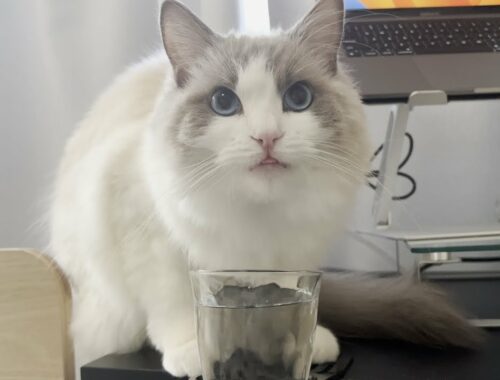 幸せそうな顔でお水を飲むラグドール猫が可愛すぎたw【かわいい】