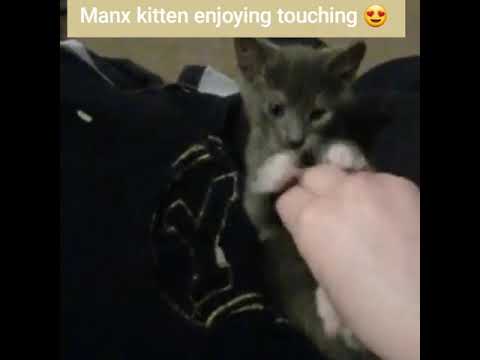 Manx kitten enjoying the touching and rubbing 😍 💙 ♥ ☺