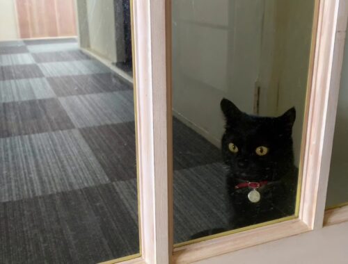 ドアが開くまで大人しく待つ猫☆黒猫ボンベイ