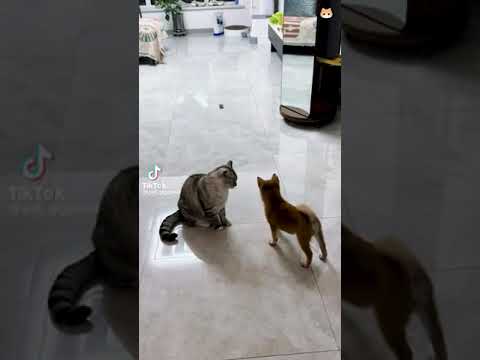 Cat hitting dog