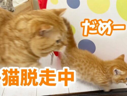 赤ちゃん子猫が初めて脱走しました💦【子猫の鳴き声】Munchkin Kitten Meowing💓