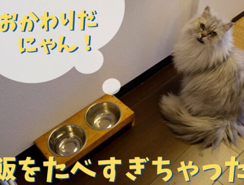 食べすぎちゃった猫｜ラガマフィンのラガさん