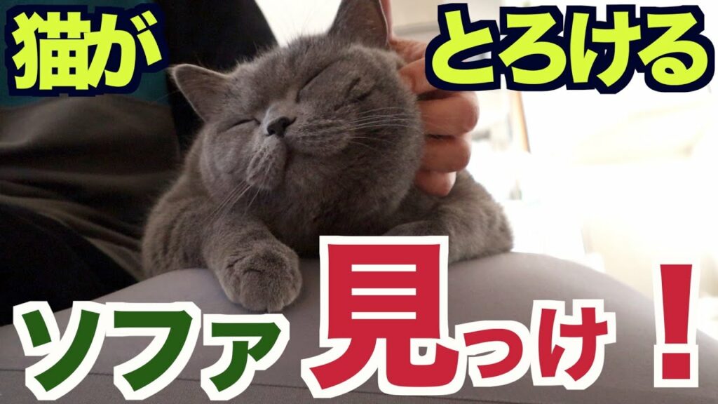 猫がとろけちゃう!?すごいソファ見つけました【ブリティッシュショートヘア】
