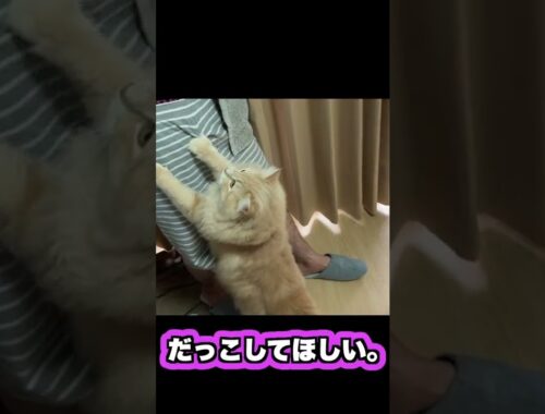 【サイベリアンが飼いたくなる動画】甘えん坊猫の日常♡