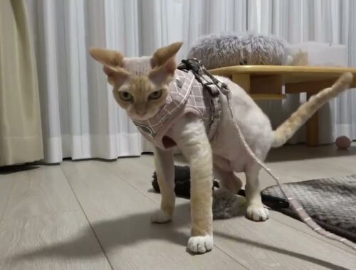 ハーネスを着せたら、うまく歩けないデボン猫です。