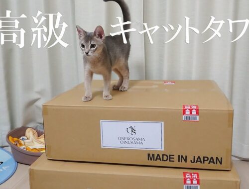 おしゃれな木製キャットタワーと子猫【おねこさま / ONEKOSAMA】