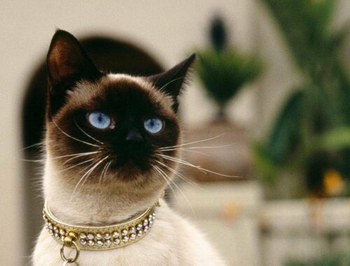 高貴な猫！美しい瞳で根強い人気のシャムを飼いたい！性格や価格は？ - Japan Pets