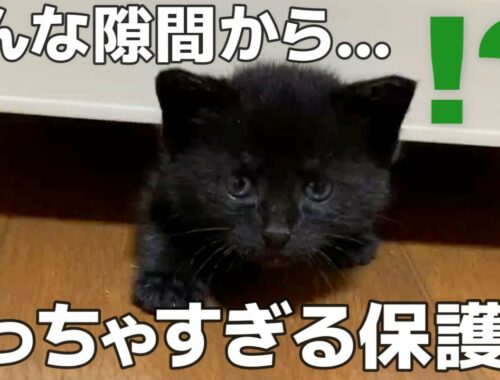 【保護猫】生後１ヶ月の子猫ってこんなに小さいの？【拾い猫】