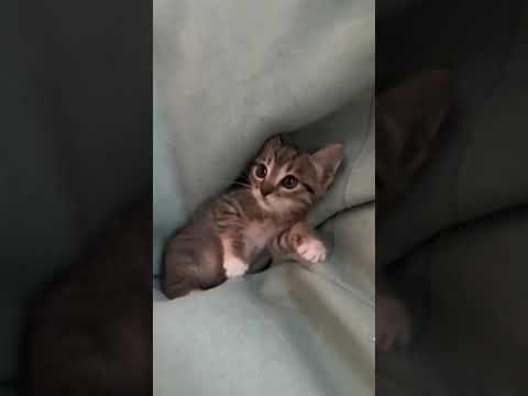 Cute kitten fighting hard