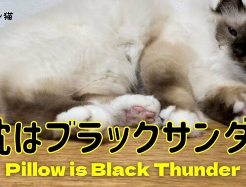 ごろ寝するバーマン猫ラフ【枕はブラックサンダー】Pillow is Black Thunder（バーマン猫）Birman/Cat