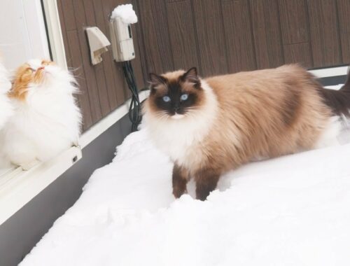 記録的な大雪の中でも歩く長毛ラグドール猫
