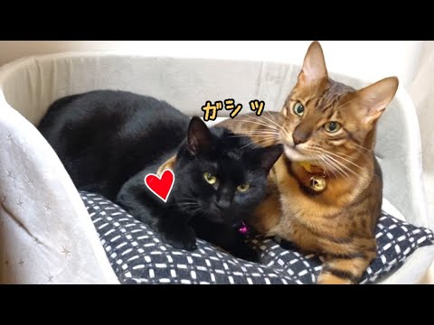 イケメンベンガル猫とおっとり黒猫はイケナイ関係？