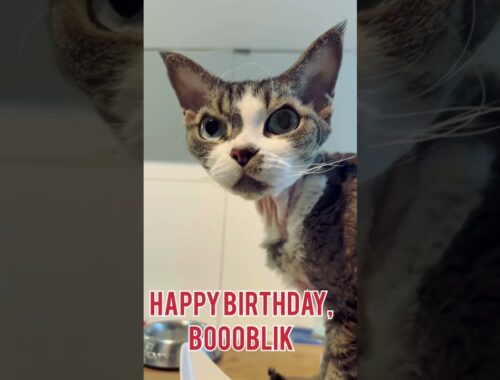 Happy Birthday Denon Rex cat