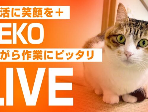 💖【看板猫日本一奪還への挑戦】💖２階猫のお部屋ライブ配信中💖