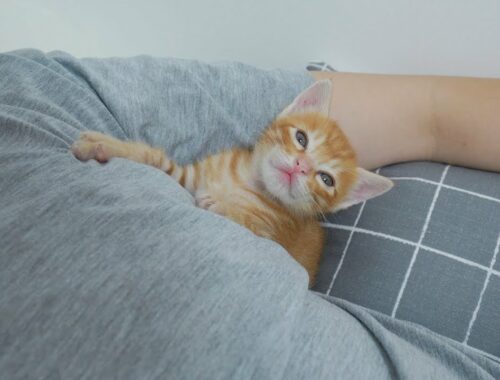 Cute Reaction of Kitten who Saw his Owner as Soon as He Woke up