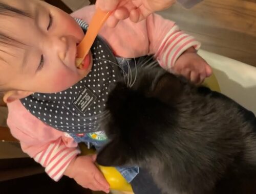 赤ちゃんのご飯時に擦り寄る猫　ラガマフィンA cat snuggling at a baby's dinner. Ragamuffin