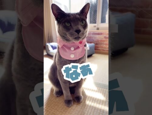 【ロシアンブルー】ガチャガチャでゲットしたナースコスチュームを着てもらった　猫の反応