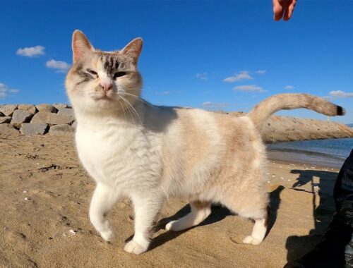 美猫のシャムミックスが砂浜で足にスリスリして甘えてきた